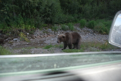 Ursus arctos beringianus