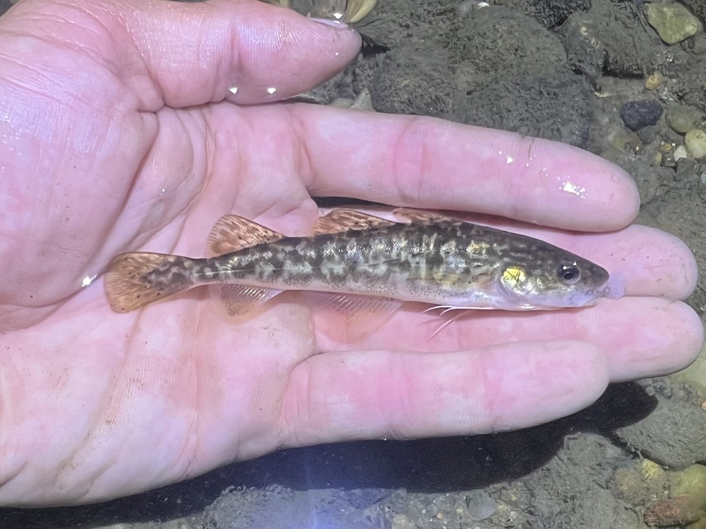 Tomcod Atlantic Tomcod in July 2025 by michael_zambardino · iNaturalist