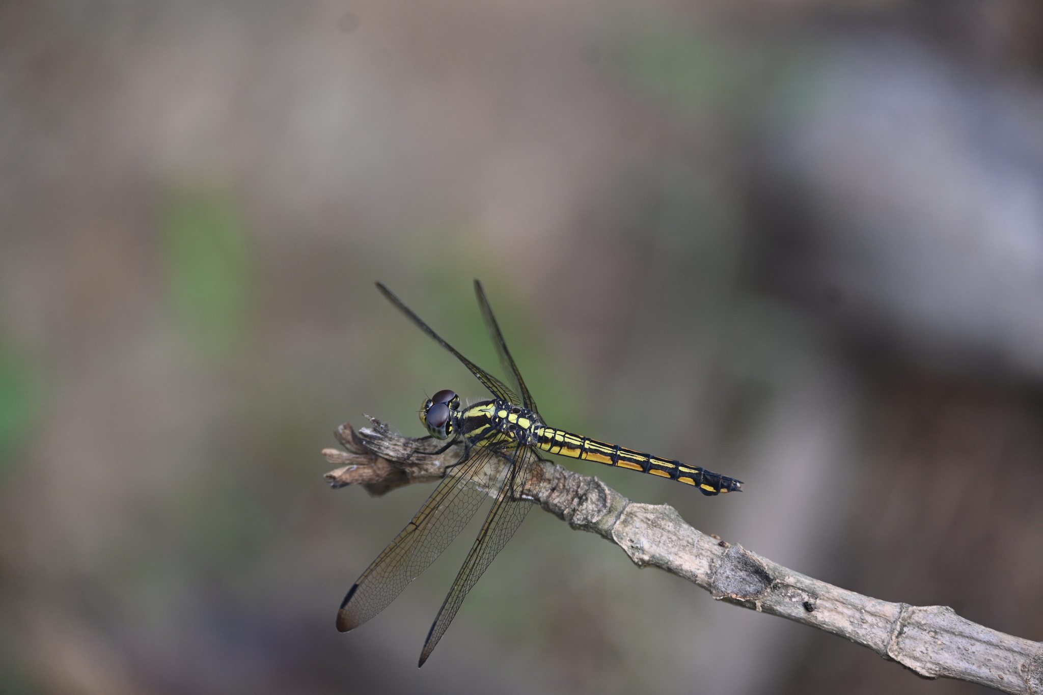 Yellow-Tailed Ashy Skimmer