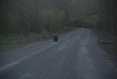 Ursus arctos beringianus