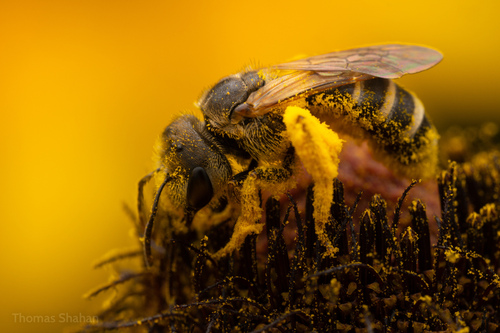Ligated Furrow Bee, photo 8 of 8