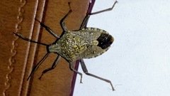 Apodiphus amygdali