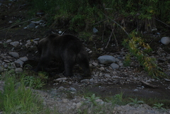 Ursus arctos beringianus