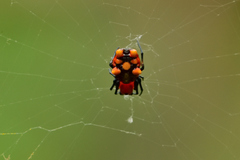 Micrathena glyptogonoides