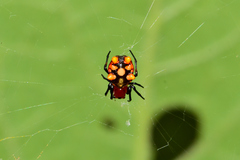Micrathena glyptogonoides