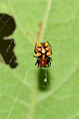 Micrathena glyptogonoides