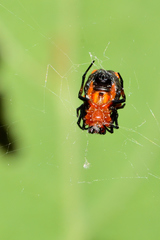 Micrathena glyptogonoides