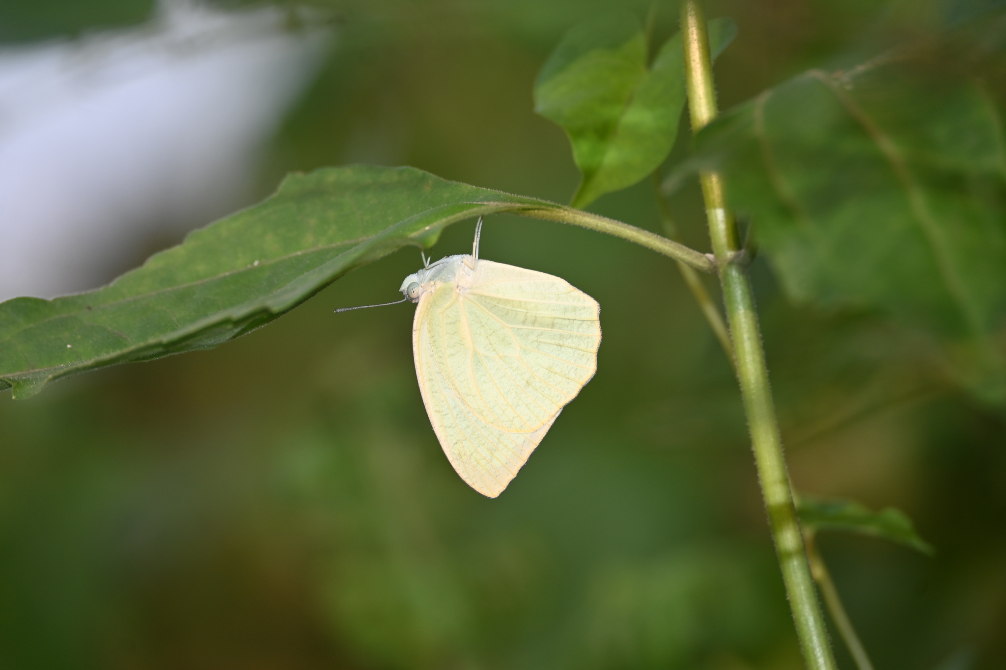 Mottled Emigrant