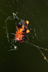 Micrathena glyptogonoides