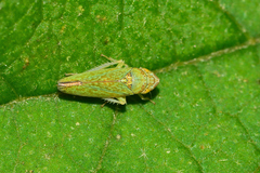 Graphocephala innervis