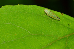 Graphocephala innervis