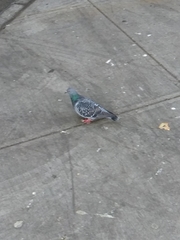 Columba livia