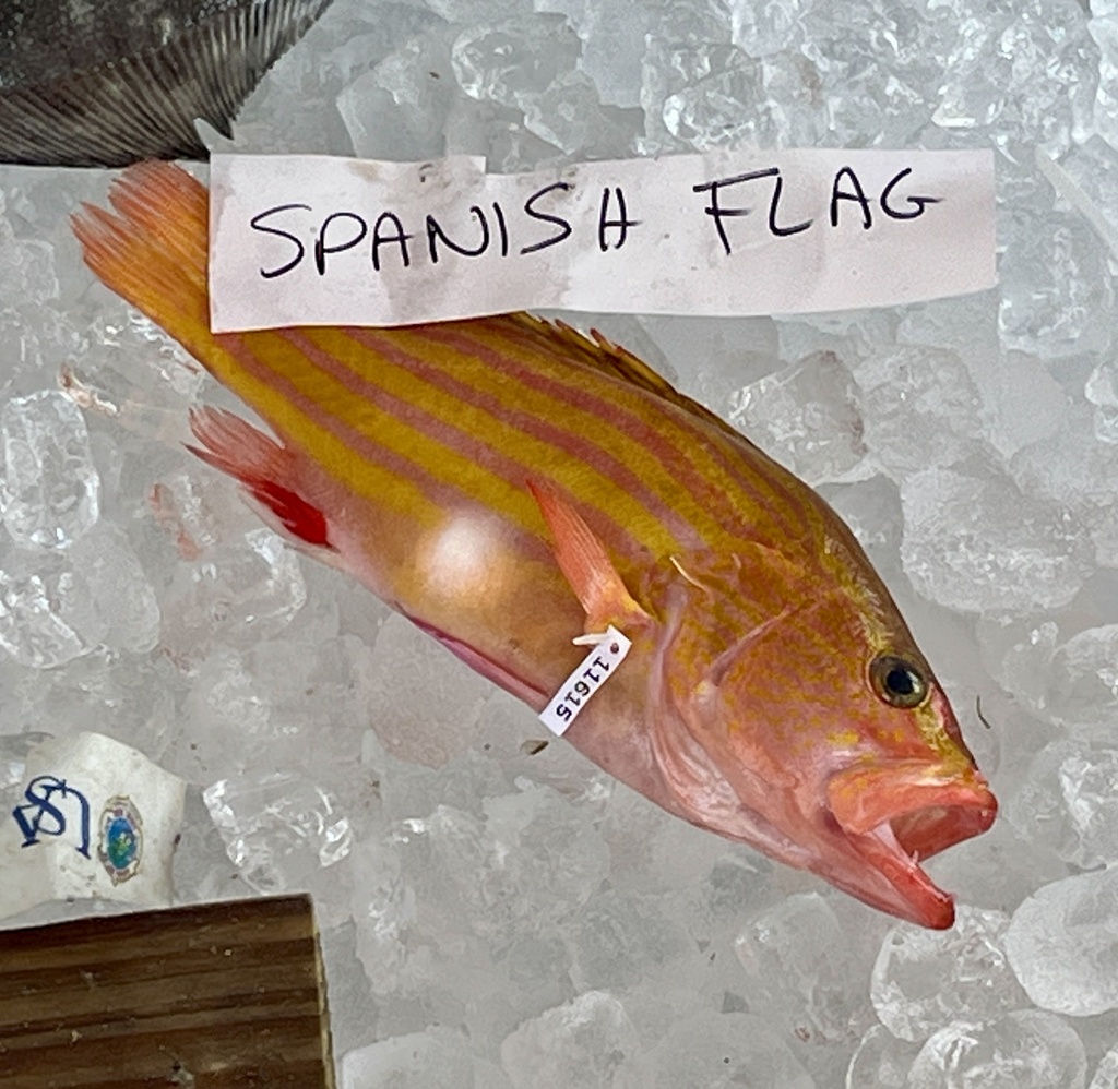 Spanish flag (Gonioplectrus hispanus) — Serranidae
