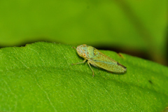 Graphocephala innervis