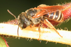 Odontalictus