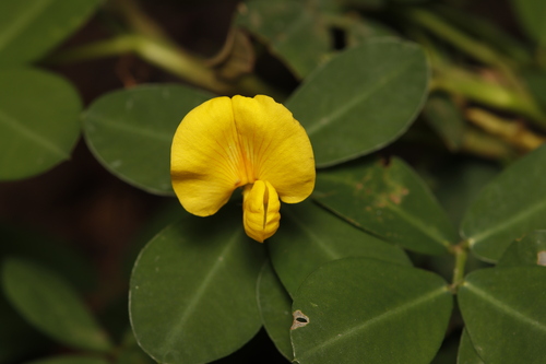 Arachis pintoi