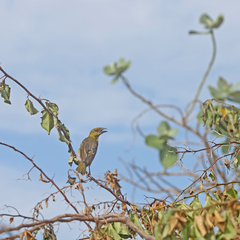 Ploceus cucullatus