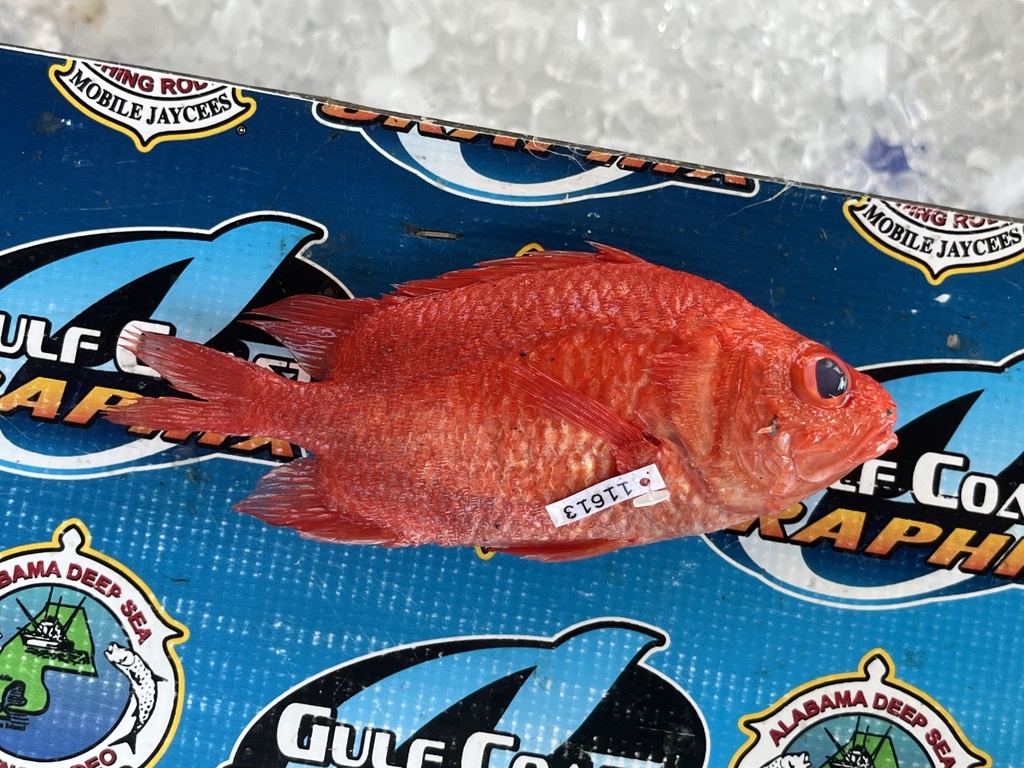 Red Roman (Corniger spinosus) — Holocentridae