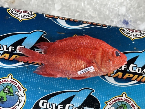 Red Roman (Corniger spinosus) — Holocentridae