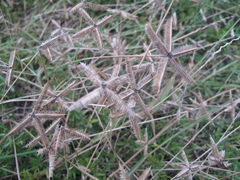 Dactyloctenium aegyptium
