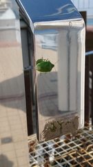 Glaucias subpunctatus