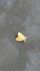 Arna pseudoconspersa