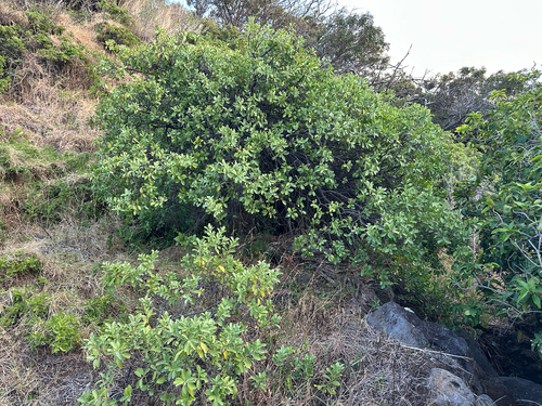Santalum ellipticum observed 2025-07-19
