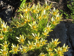 Leucadendron strobilinum