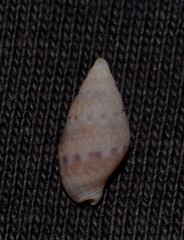 Pseudamycla dermestoidea