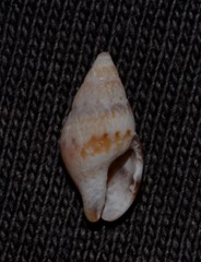Pseudamycla dermestoidea