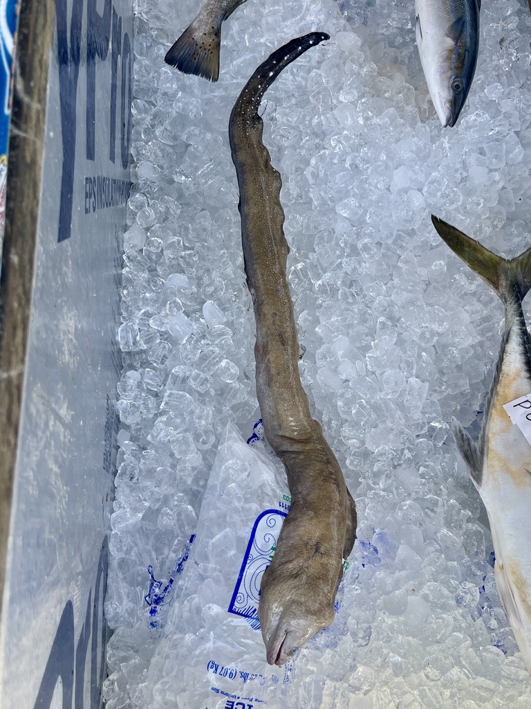 Blacktail moray (Gymnothorax kolpos) — Muraenidae