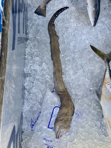 Blacktail moray (Gymnothorax kolpos) — Muraenidae