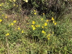 Helianthus floridanus