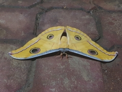 Antheraea cingalesa