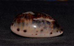 Lyncina lynx