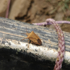 Euschistus ictericus