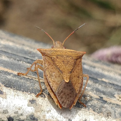 Euschistus ictericus