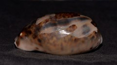 Lyncina lynx