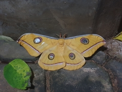 Antheraea cingalesa