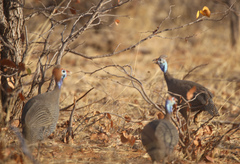 Numida meleagris mitratus