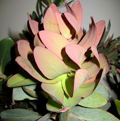 Leucadendron pubibracteolatum