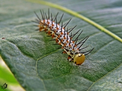 Heliconius erato