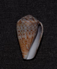 Conus aplustre