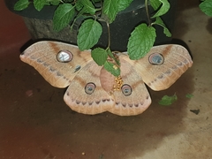 Antheraea cingalesa