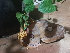 Antheraea cingalesa