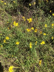 Helianthus floridanus