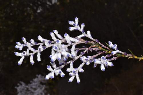 Conospermum longifolium - Wikipedia