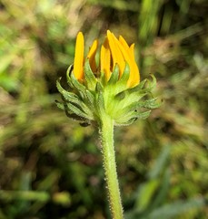 Helianthus floridanus