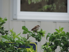 Passer domesticus