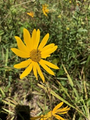 Helianthus floridanus
